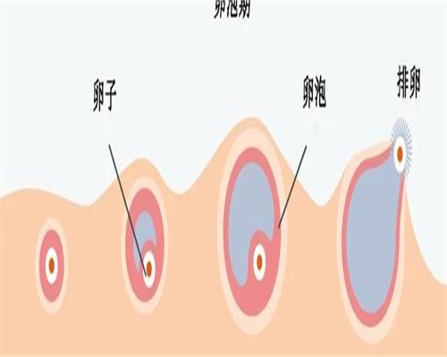 三代试管助孕后，胎儿稳定时间与保胎指南
