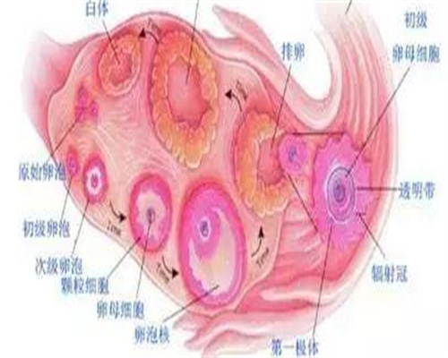 试管婴儿助孕妈妈招聘条件与要求详解